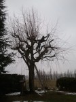 Taille d&rsquo;arbre